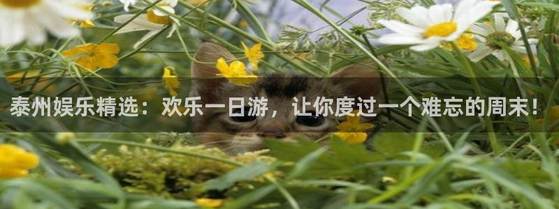 壹号电子娱乐app下载