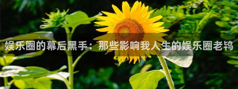 壹号官方app下载安装：娱乐圈的幕后黑手：那些影响我人生的娱乐圈老鸨